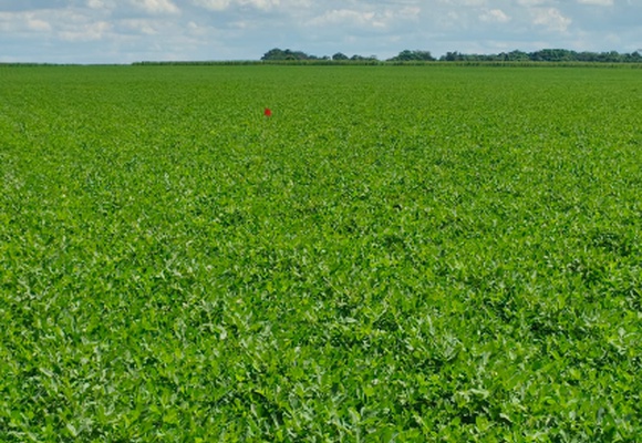 Janeiro 2026 - Safra e Exportações Brasileiras