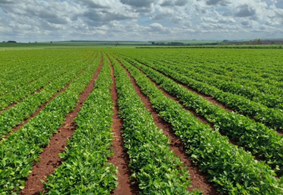 Dezembro 2025 - Safra e Exportações Brasileiras