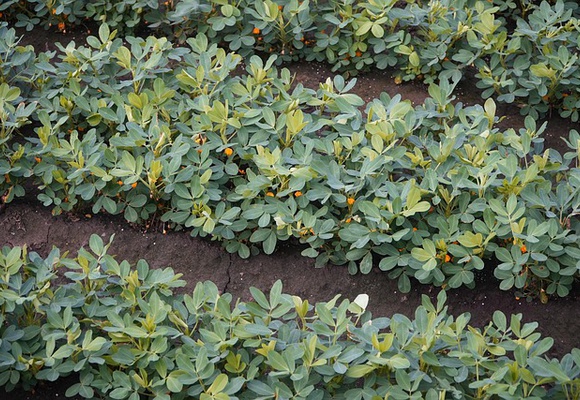February - Crop Development and Exports from Brasil
