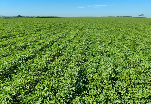 Abril 2026 - Safra e Exportações Brasileiras