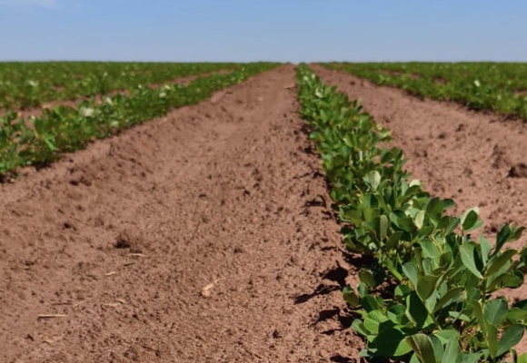 Novembro 2025 - Safra e Exportações Brasileiras